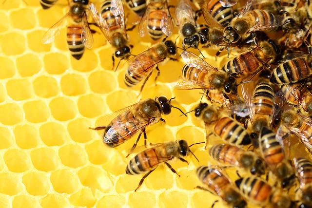 蜂蜜產量銳減 除了氣候竟和這件事有關